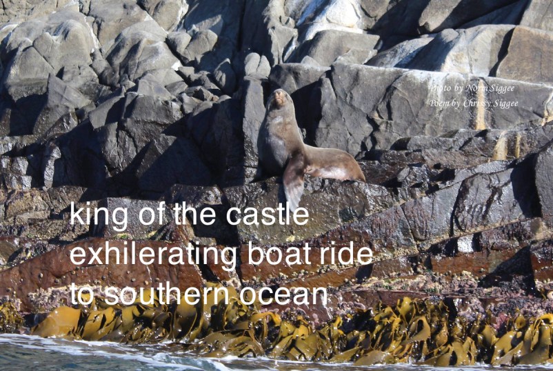 Pa's famous seal-imp