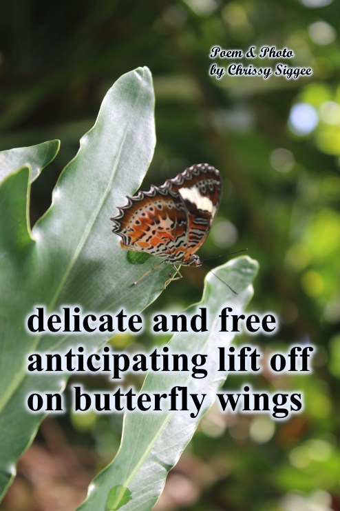 On Butterfly Wings